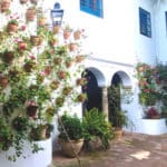 patio-cordoba-gatos